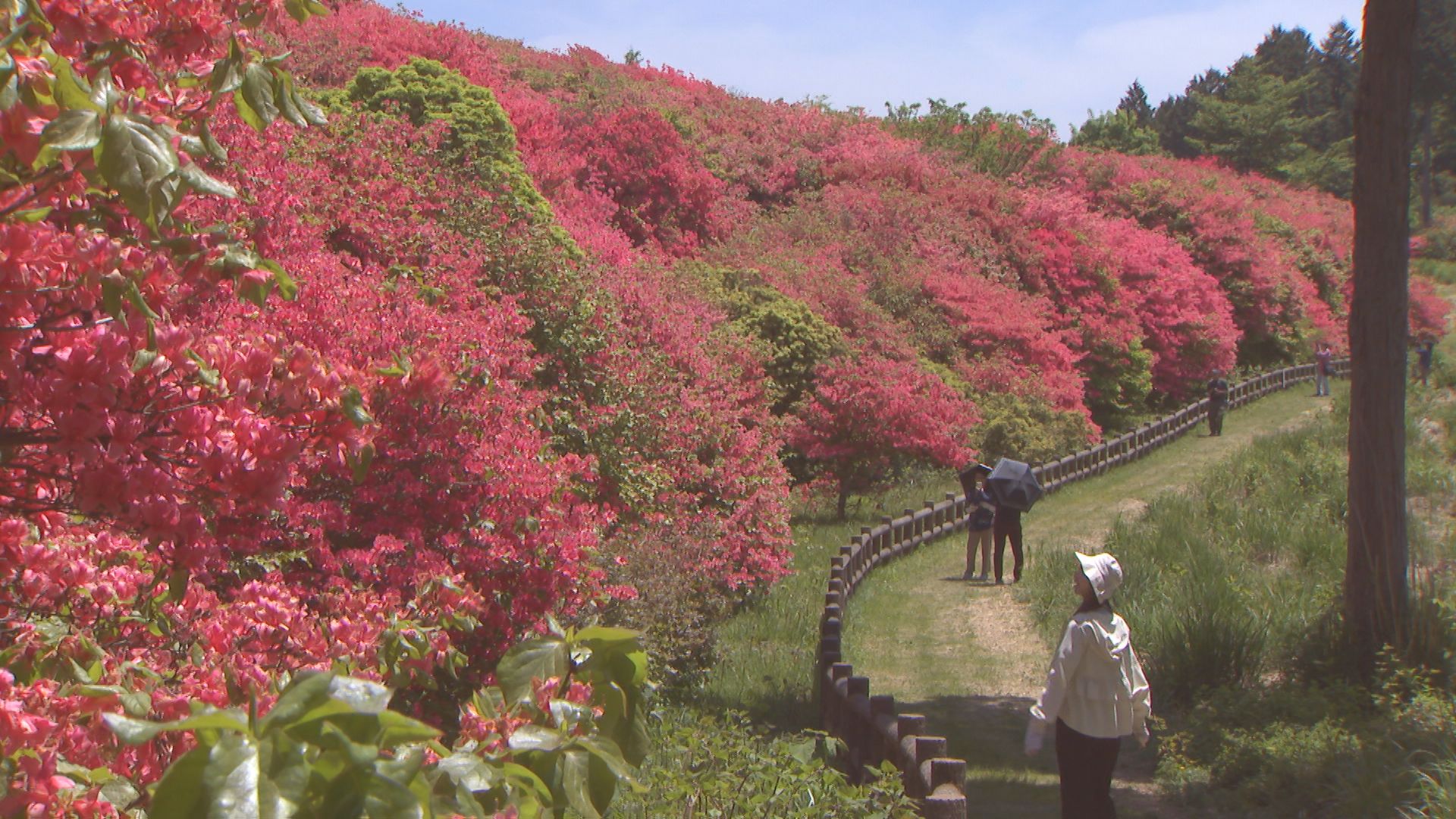 真紅の絶景！ 吉野川市山川町「船窪のオンツツジ」満開【徳島】（2026