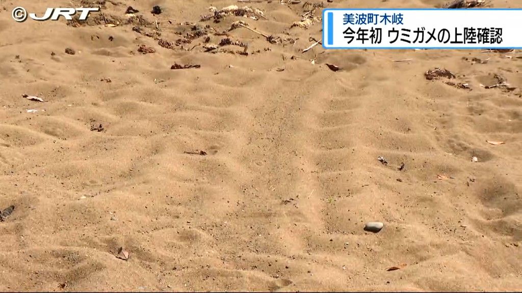美波町木岐で今季初のウミガメ上陸確認　県内2年ぶりの産卵に期待【徳島】