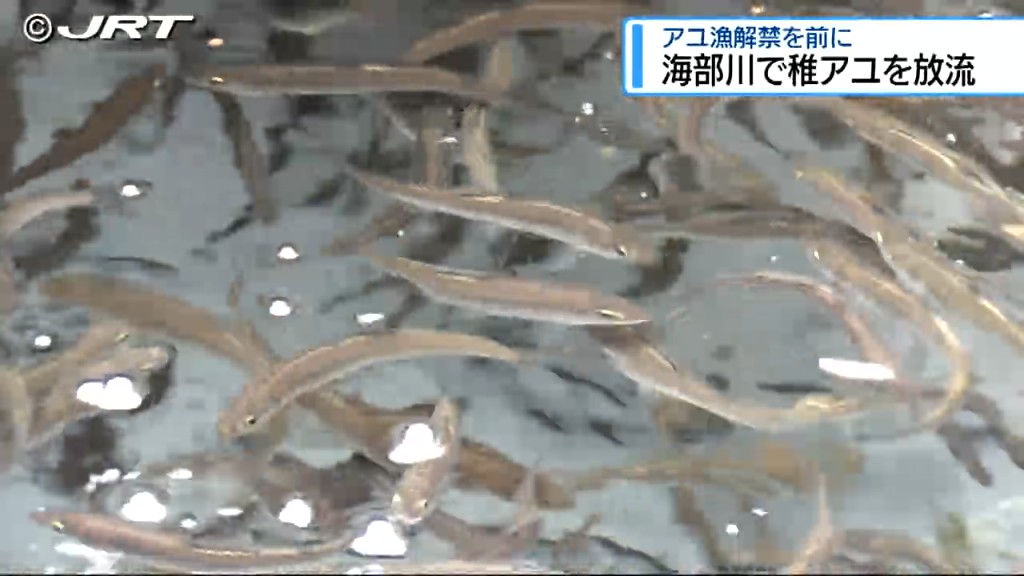 海部川に稚アユ約10万匹を放流　6月1日のアユ漁解禁に向けて【徳島】