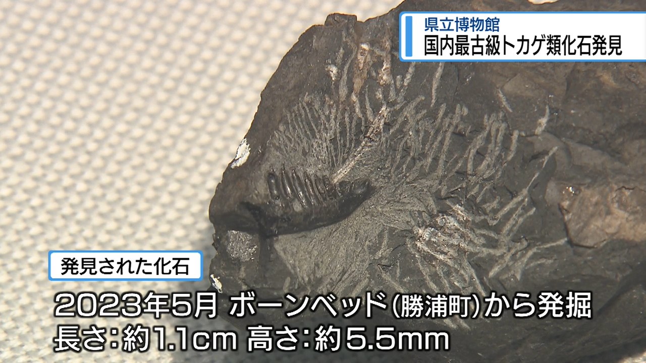 国内最古級！トカゲ類の化石 勝浦町のボーンヘッドで発見【徳島