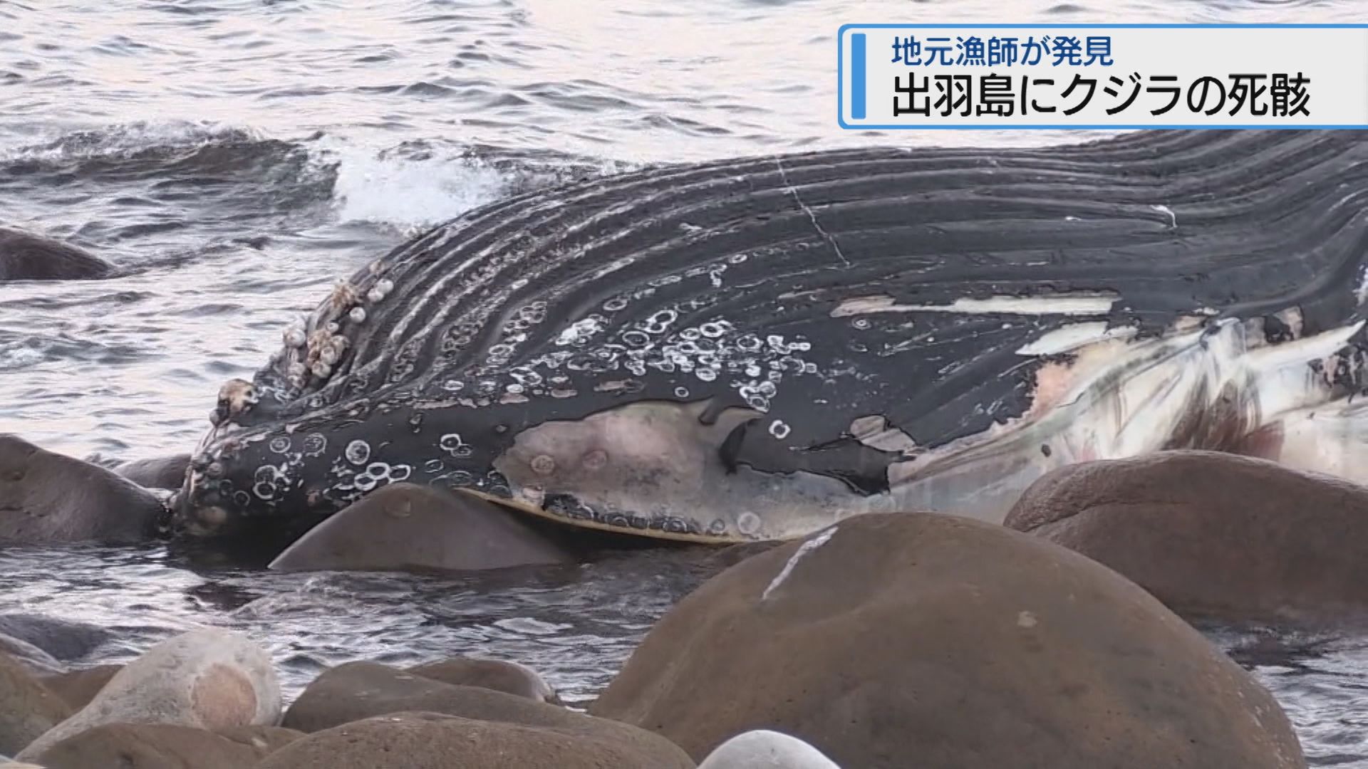出羽島にクジラ打ち上げ 地元漁師が死骸を発見【徳島】（2026年1月8日