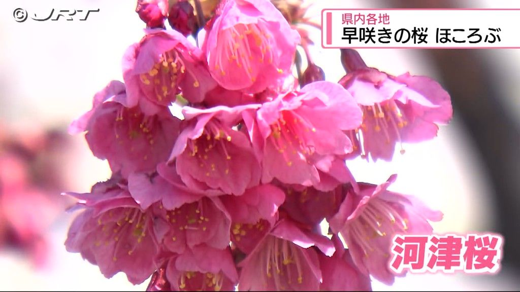 穏やかな陽気に早咲きの桜ほころび始める　県内の2025年の桜は平年より1日遅い3月29日に開花予想【徳島】