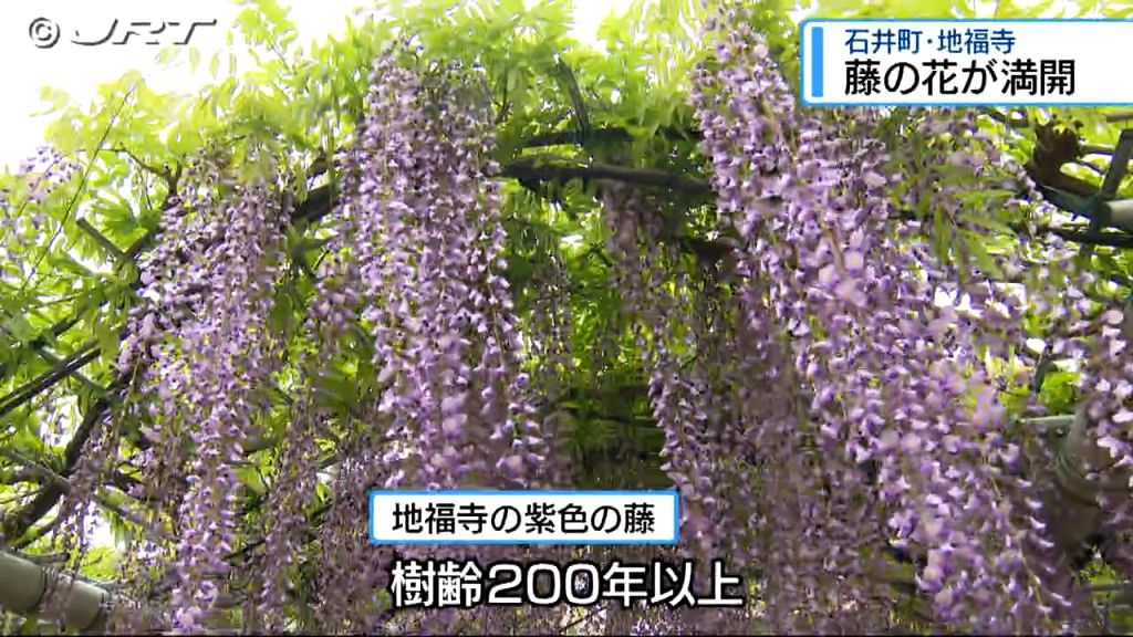 樹齢200年以上　石井町の地福寺で「藤の花」満開【徳島】
