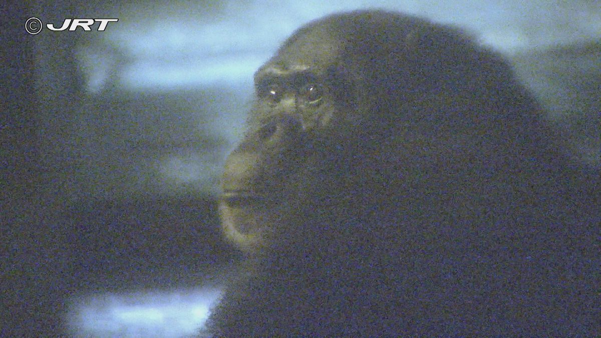 あなたの知らない「夜の動物園」　夜行性の動物が活発に【徳島】