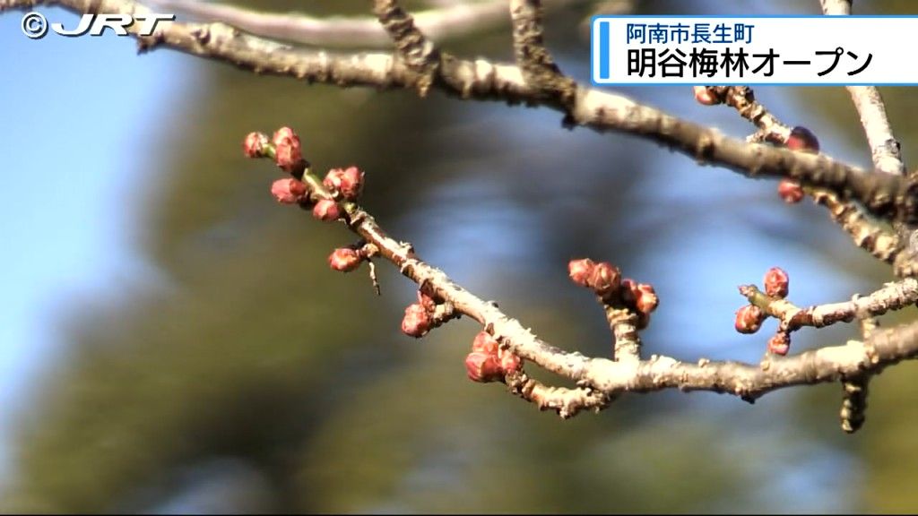 徳島県南の梅の名所として知られる阿南市の明谷梅林が9日開園【徳島】