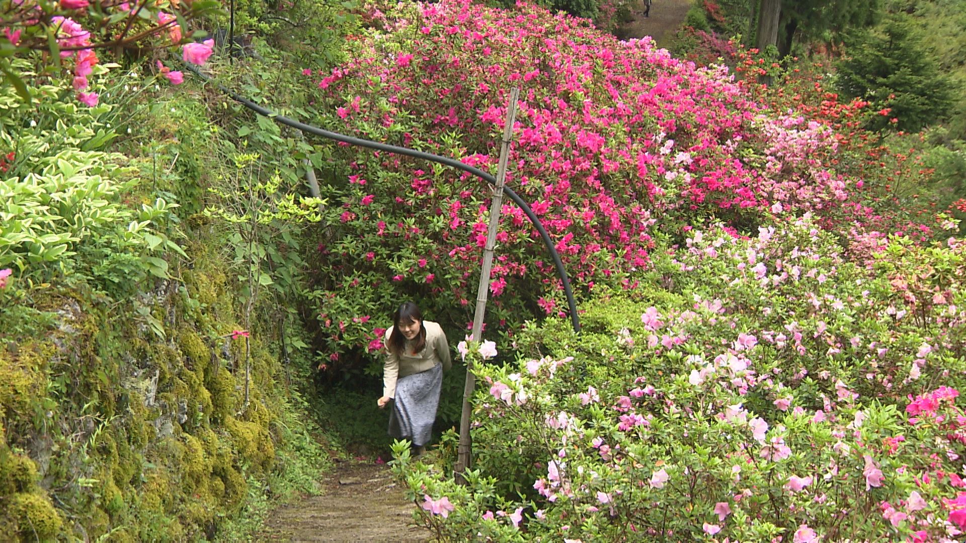 斜面を彩る「ツツジの壁」 神山町「上分 花の隠里」で見ごろ【徳島