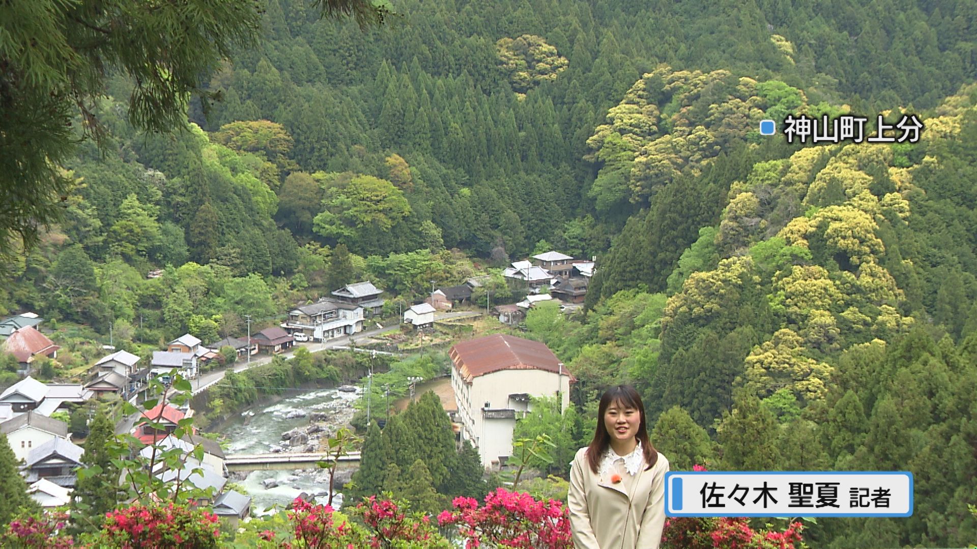 斜面を彩る「ツツジの壁」 神山町「上分 花の隠里」で見ごろ【徳島