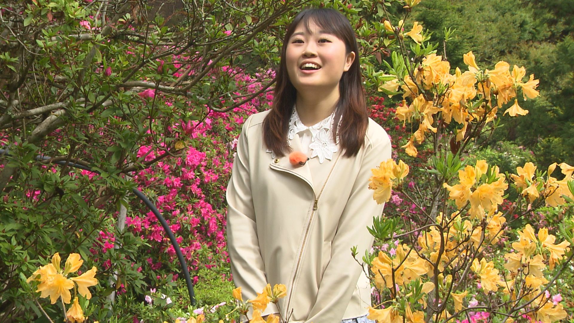 斜面を彩る「ツツジの壁」 神山町「上分 花の隠里」で見ごろ【徳島