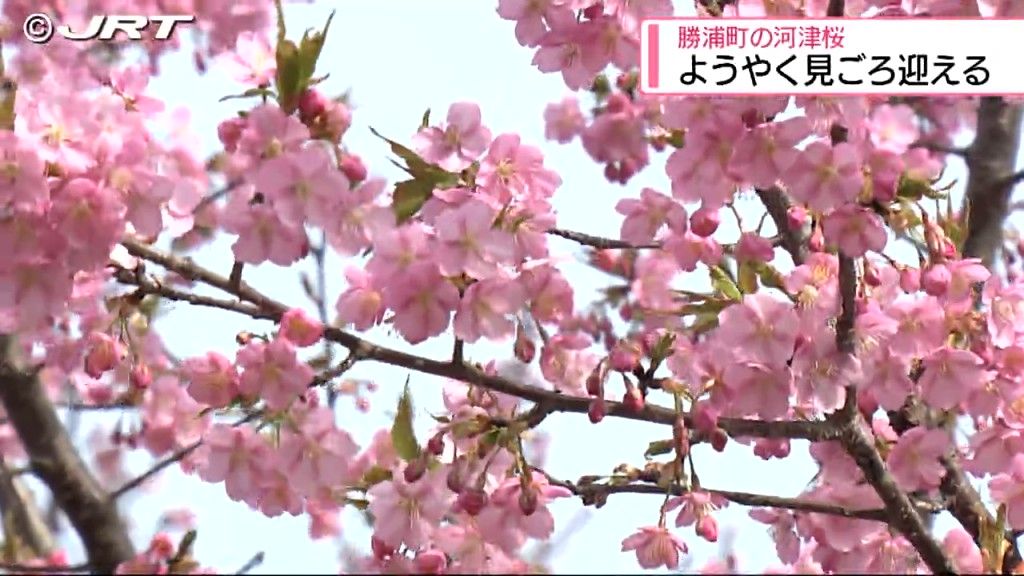 早咲きで有名な勝浦町の「河津桜」　寒さの影響で開花が遅れ今ようやく見ごろ【徳島】