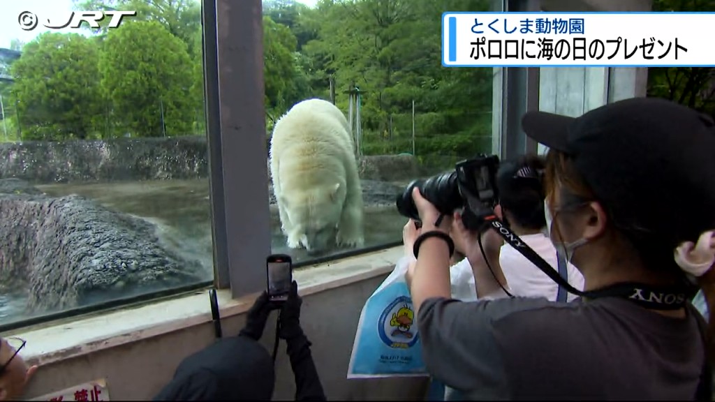 「とくしま動物園」のアイドル・ホッキョクグマのポロロに「海の日」恒例の特別な贈り物【徳島】