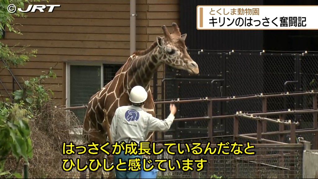 きりん様、画像確認用キリン確認用