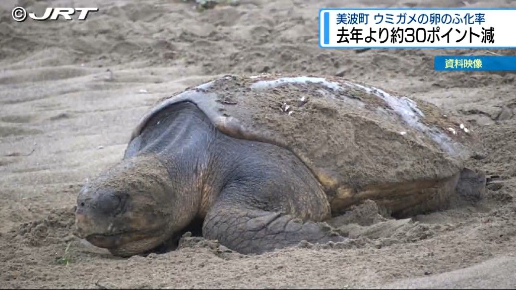 2024年美波町でウミガメが約1200個の産卵 ふ化率は約34%と2023年を30ポイント近く下回る【徳島】