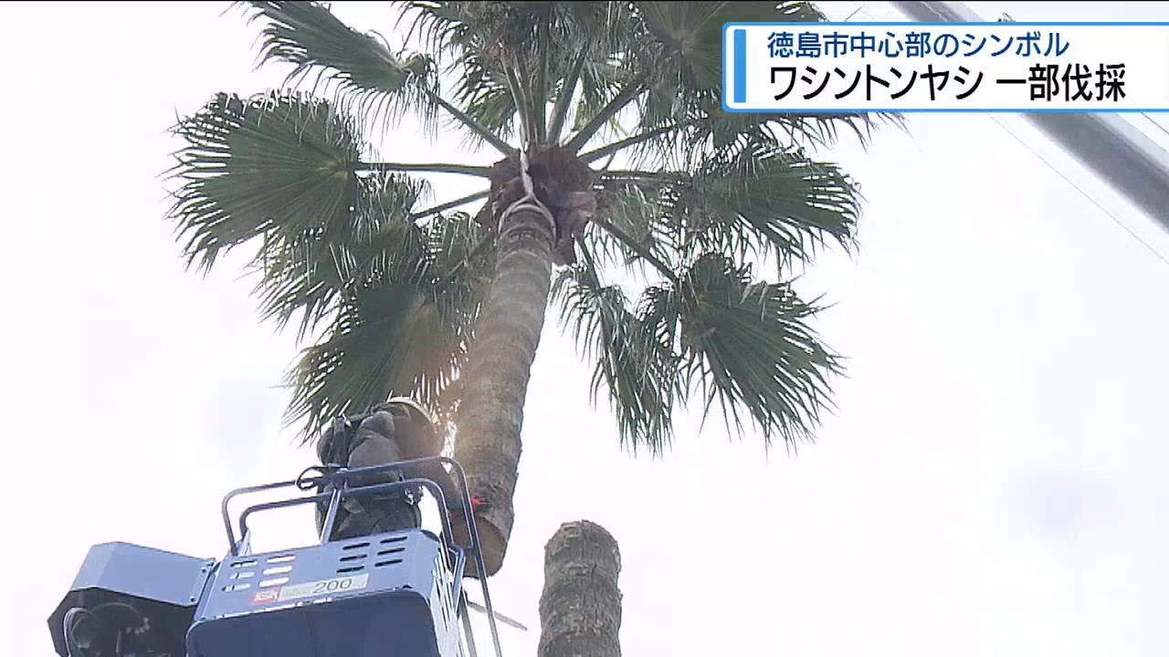 徳島市中心部のシンボル ワシントンヤシ一部伐採【徳島】（2026年9月10