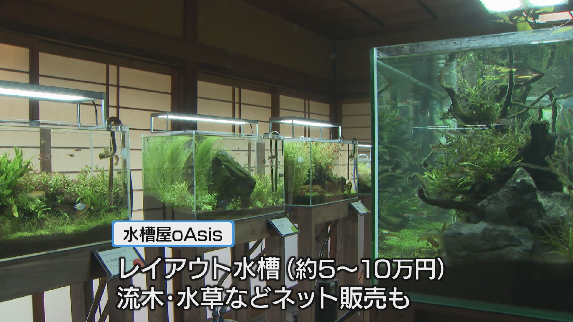 2ページ目 自然をそのまま水槽に 「水の箱庭」鳴門に達人【徳島