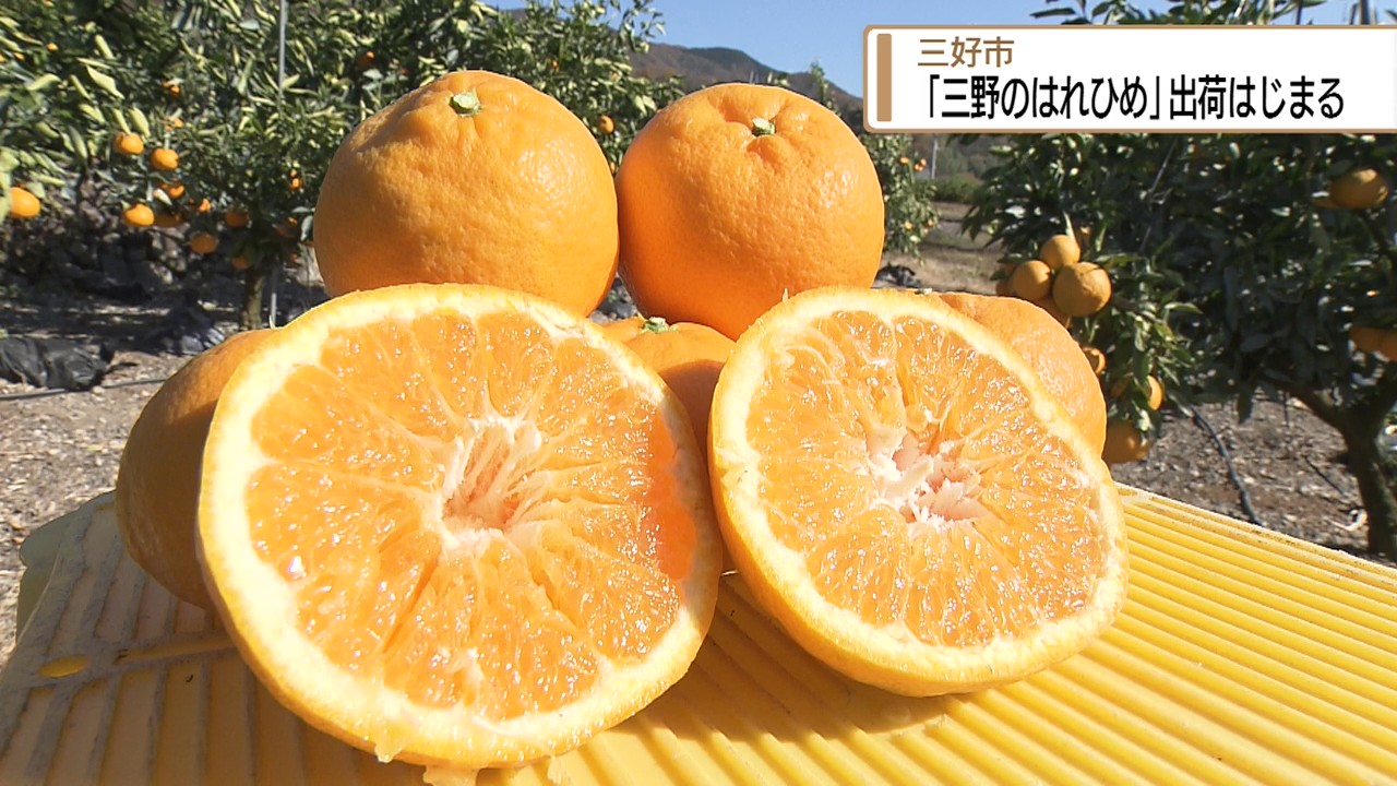 ♡ミカン様ご確認♡ 三野のはれひめ」出荷始まる 三好市のブランドミカン【徳島】（2025年