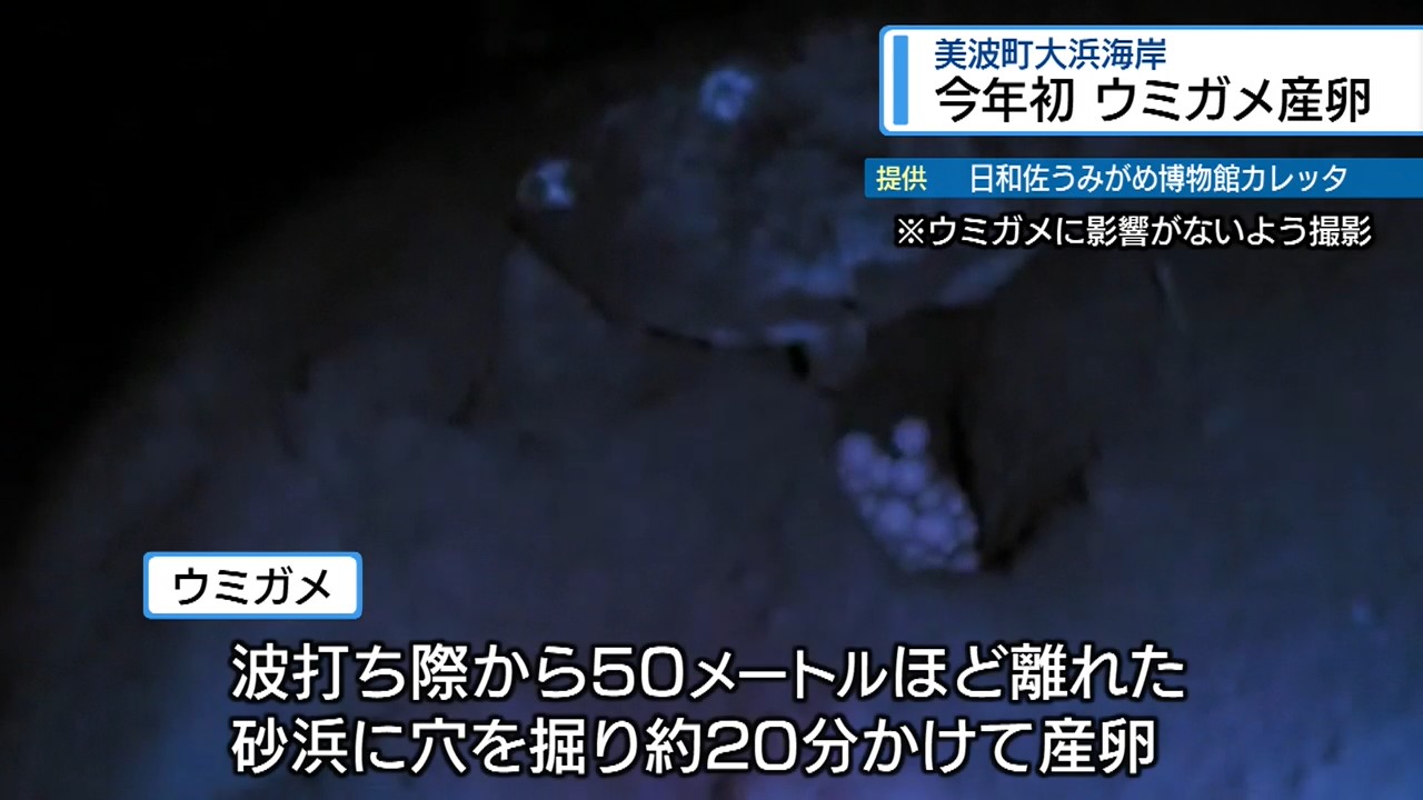 うみうみ様確認用 今季初のウミガメ産卵 美波町・大浜海岸【徳島】（2026年6月18日掲載