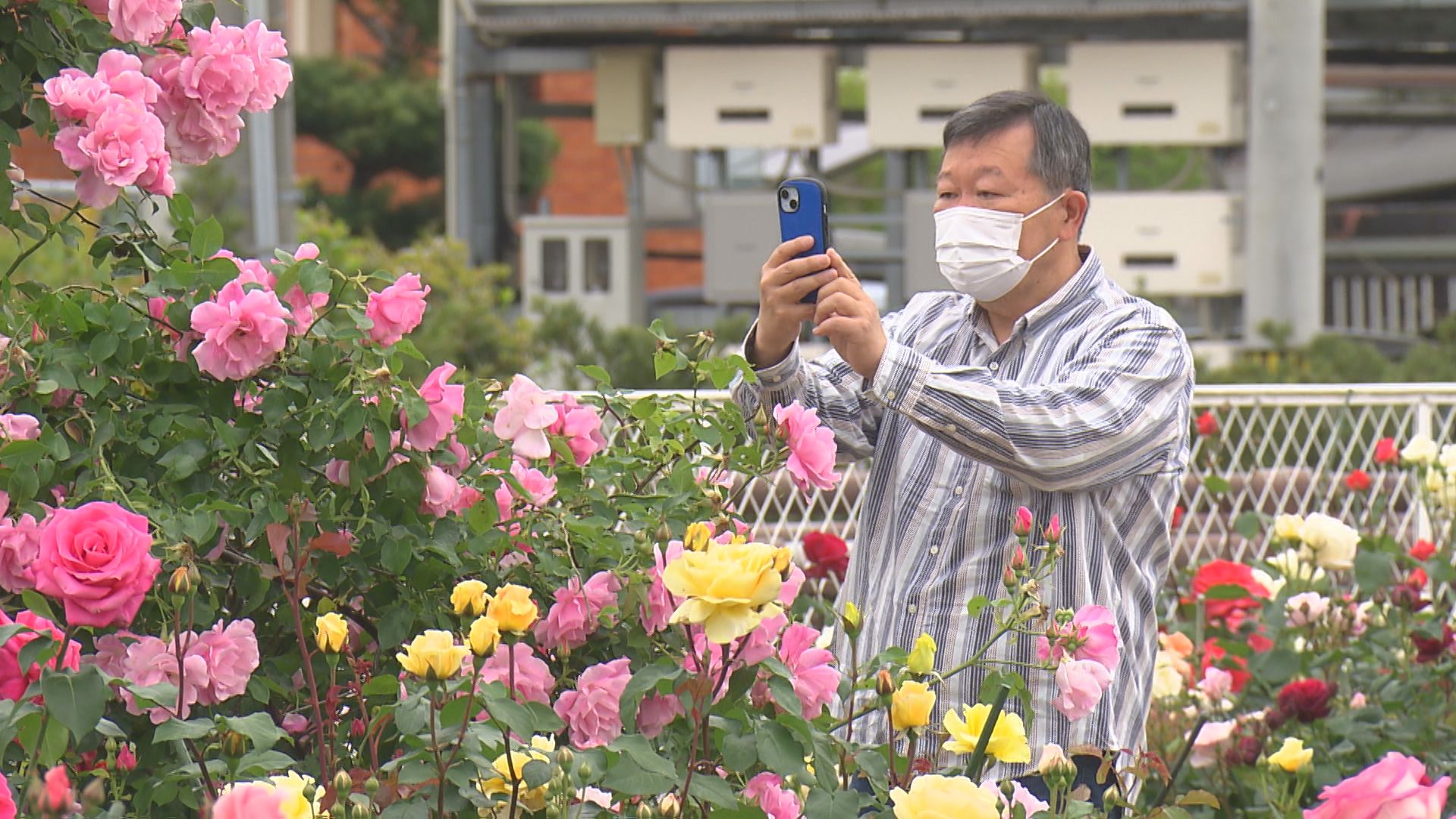2ページ目 甘い香りに誘われて 藍住町のバラ園見ごろ【徳島】（2026年5