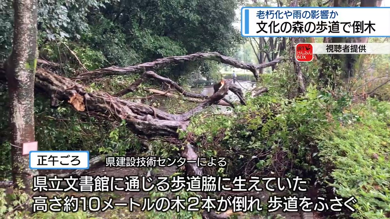 倒木 あわや大惨事」文化の森で高さ10mの木が倒れる 雨も影響か 歩道ふさぐ