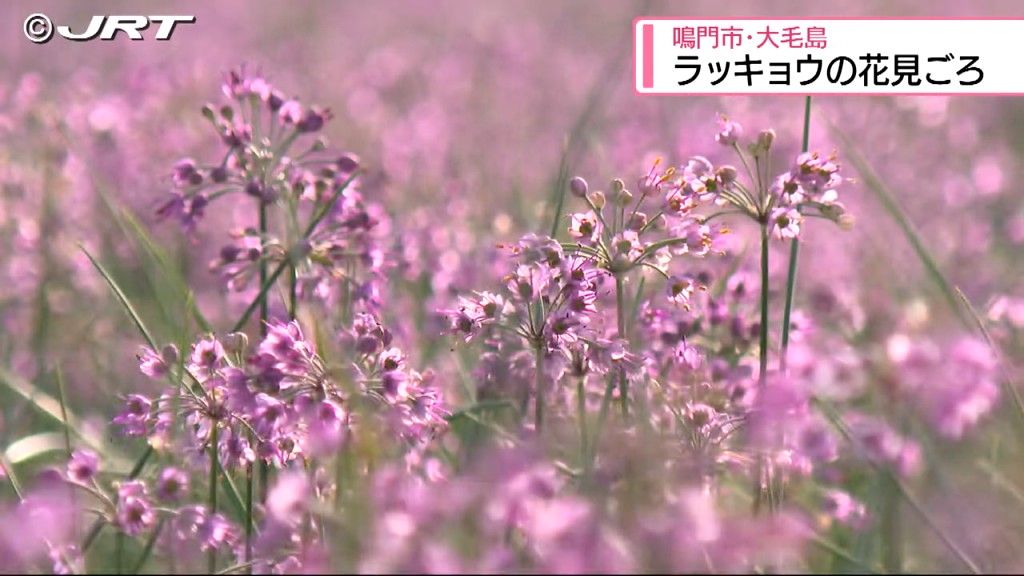 畑を埋め尽くす紫色の花 　鳴門・大毛島でラッキョウの花が見ごろ【徳島】