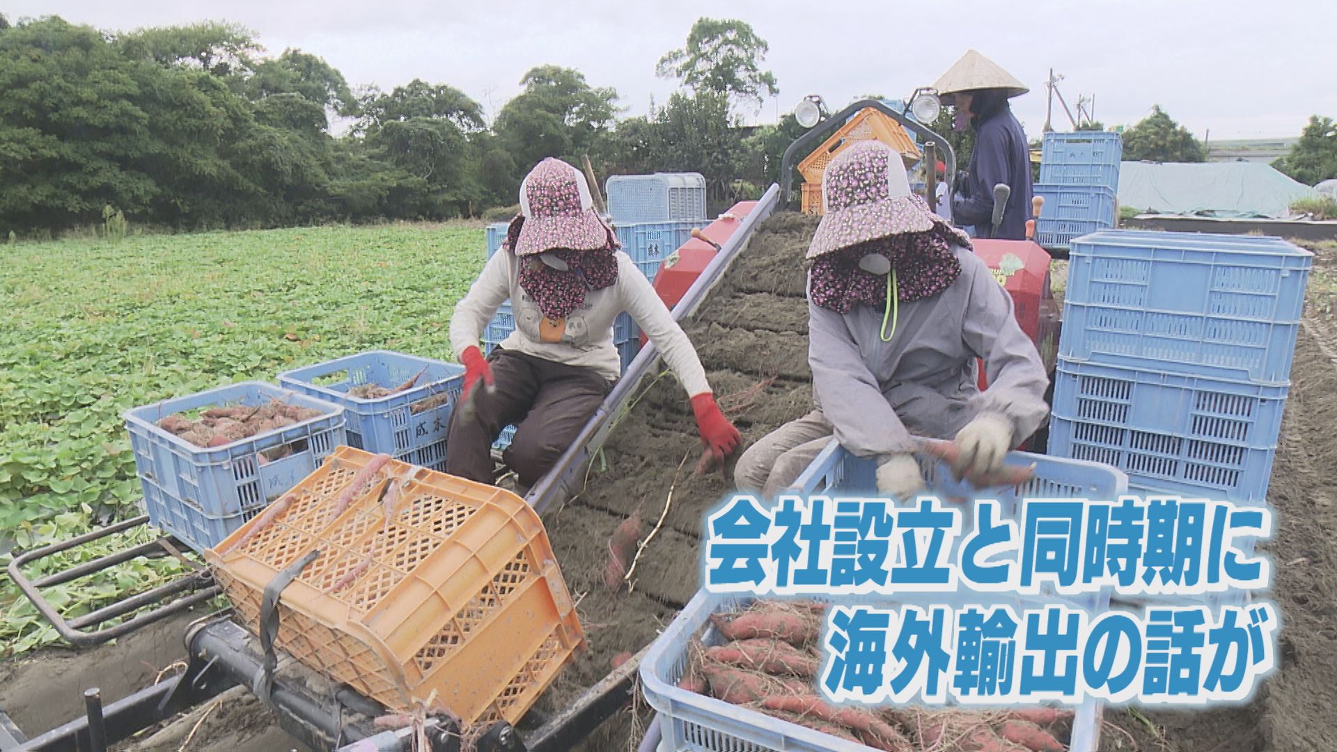 2ページ目 世界へ届け！なると金時 「農家ソムリエ～ず」の情熱【徳島