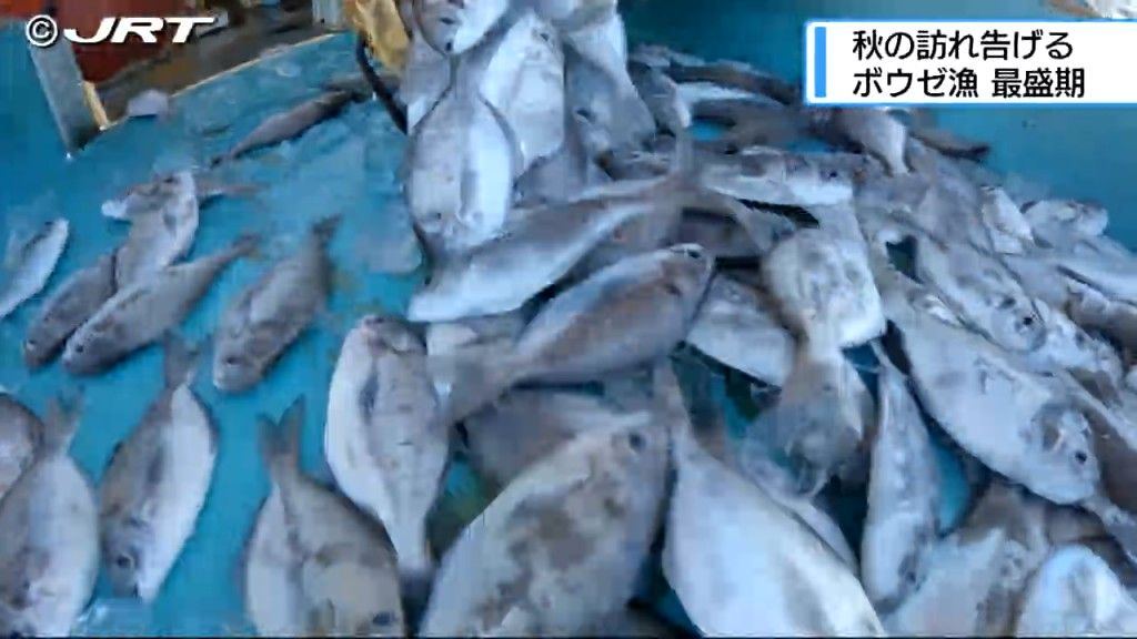 「ごっついでかいでぇ」　秋の訪れ告げるボウゼ漁が最盛期 【徳島】