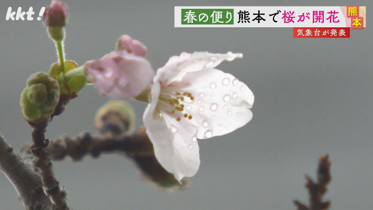 ｢3月の寒気で遅れた｣熊本地方気象台が桜の開花を発表 去年･平年ともに4日遅く