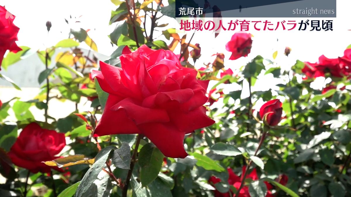 地域のボランティアが手入れしたバラ園が見頃 約100種類 約1900株