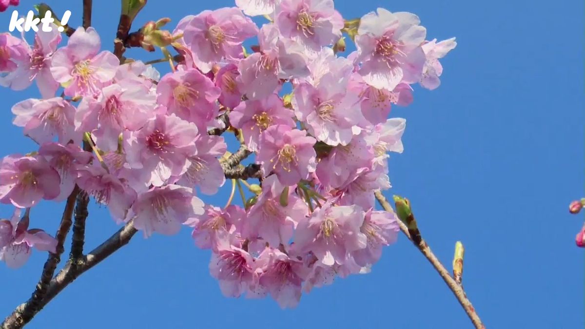 ｢ソメイヨシノと違ってまたいい感じ｣天草市で河津桜が見ごろ ピンクの花が海の青に映える