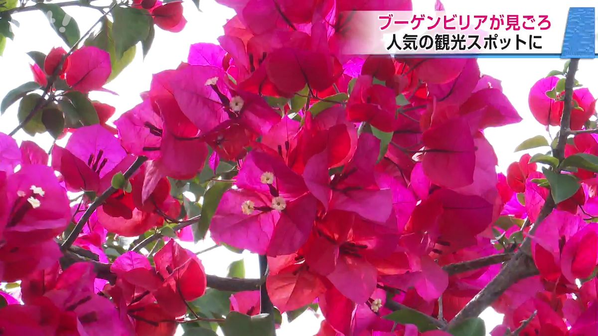 花 み ごろ
