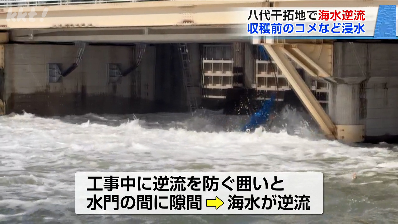 八代市の干拓地で水門から海水が逆流 収穫前のコメなど農作物へ影響か