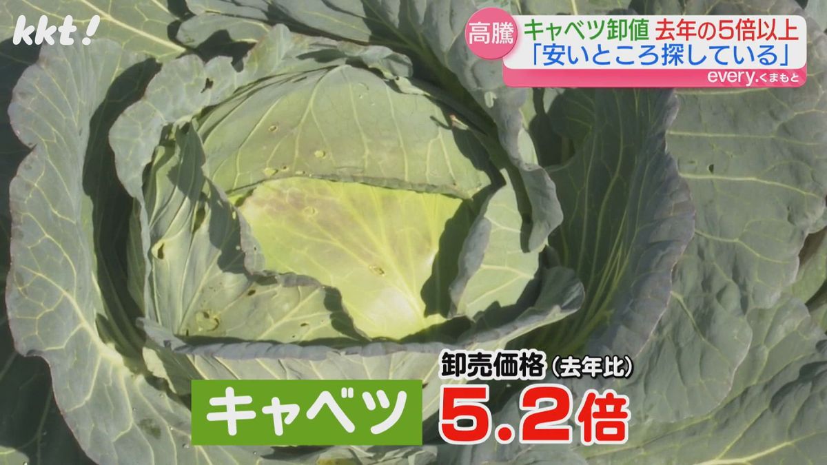 卸売価格が去年の5.2倍に…