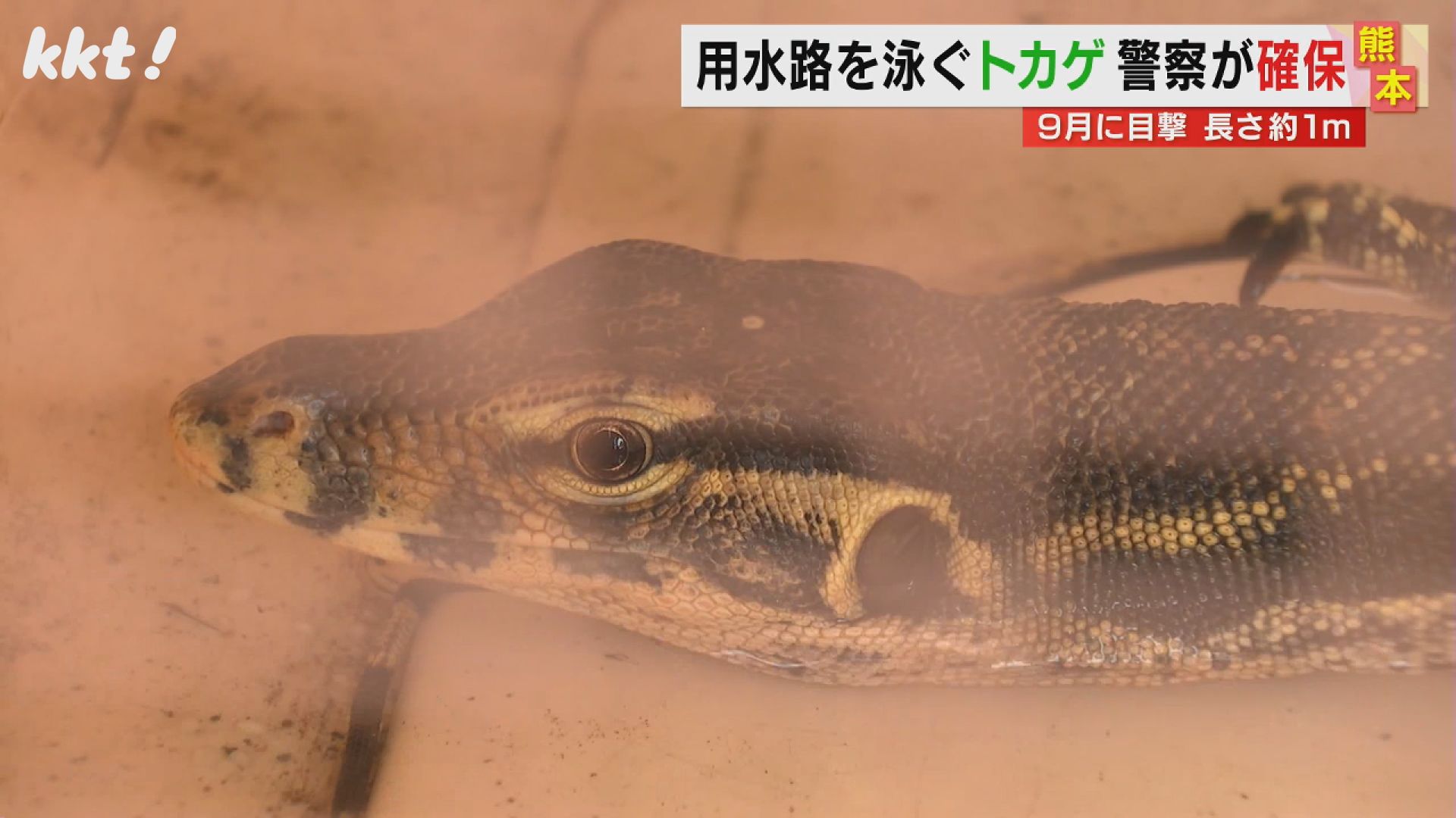 用水路泳いでいるところを捕獲 長さ1mの大型トカゲ 1か月以上行方