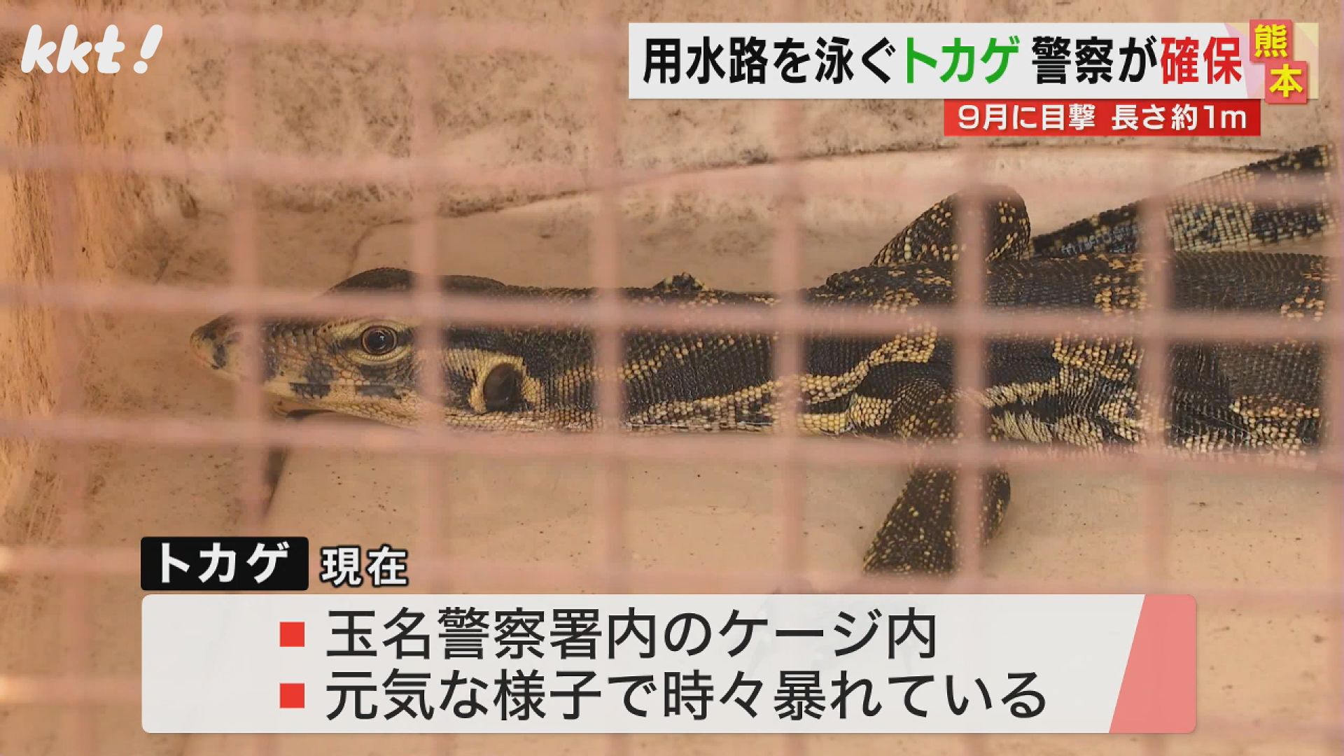 用水路泳いでいるところを捕獲 長さ1mの大型トカゲ 1か月以上行方