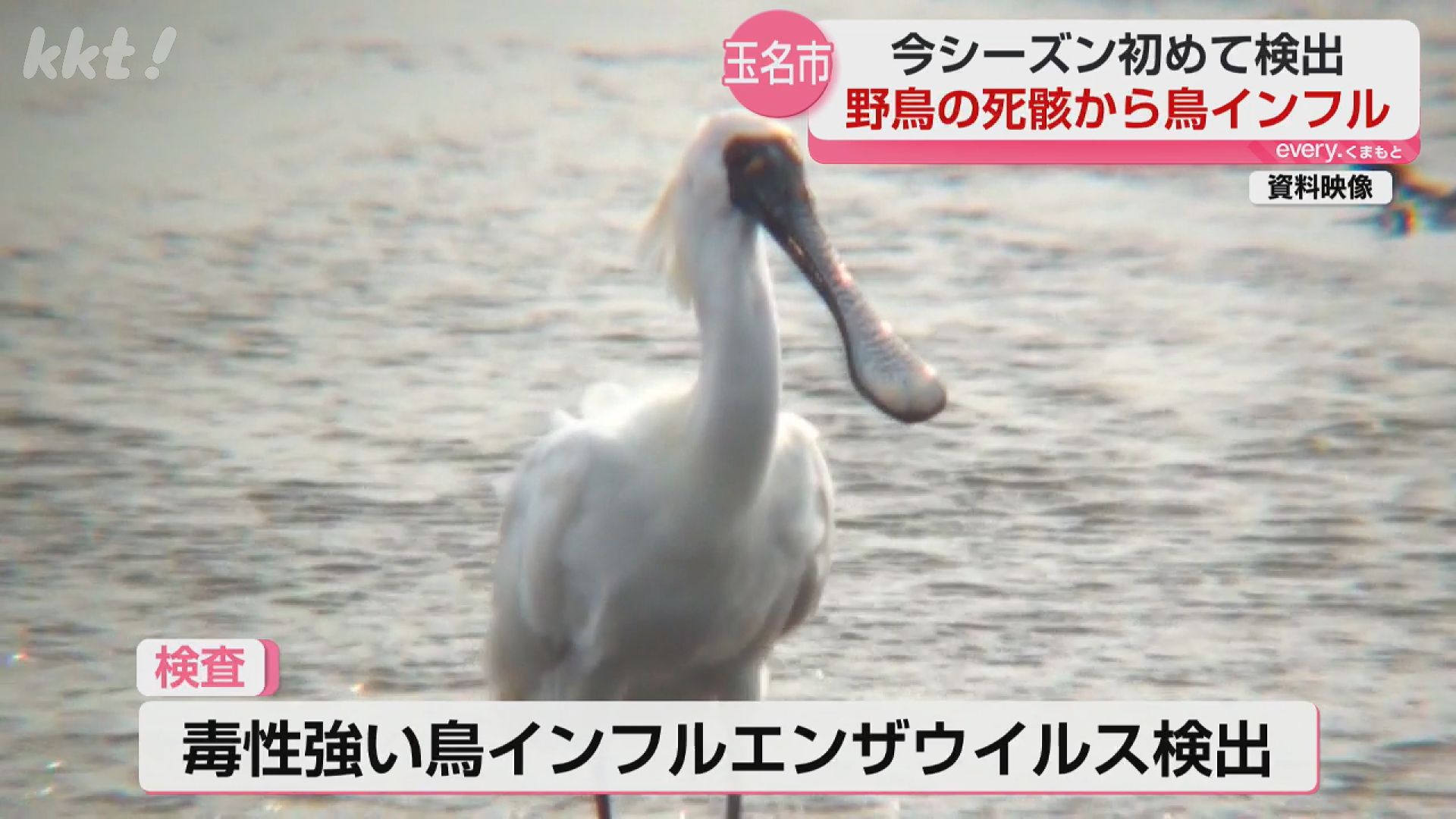 玉名市で野鳥の死骸から高病原性鳥インフルエンザウイルス検出（2026年