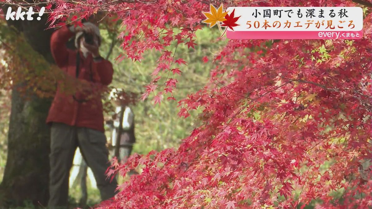 紅葉のシーズンには見物客に開放