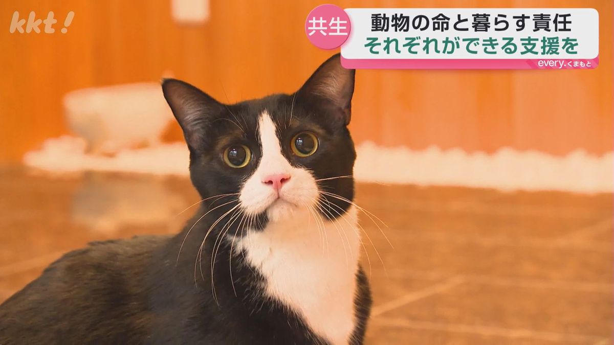 ネコ大量死から1年｢みんなで支え合う枠組みを｣最期まで命をつなぐ取り組みとは（2026年7月7日掲載）｜KKT NEWS NNN
