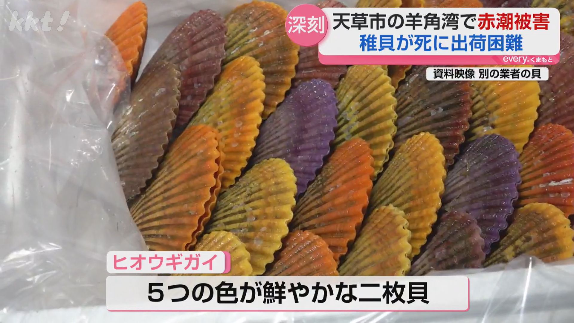 深刻】｢10万個の出荷予定が…｣天草に赤潮警報 ヒオウギガイの稚貝に甚大