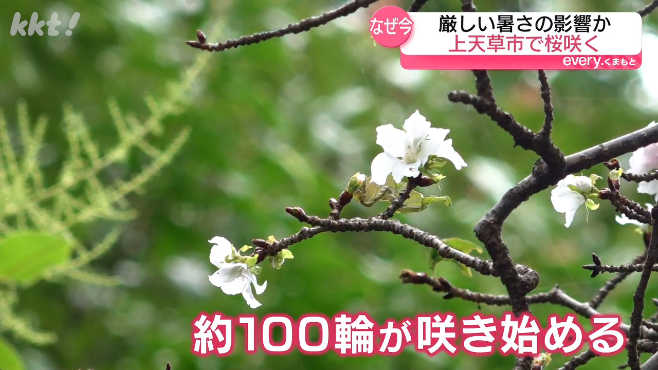 秋なのに】上天草市で季節外れのサクラ咲く…ソメイヨシノ?夏の猛暑で葉