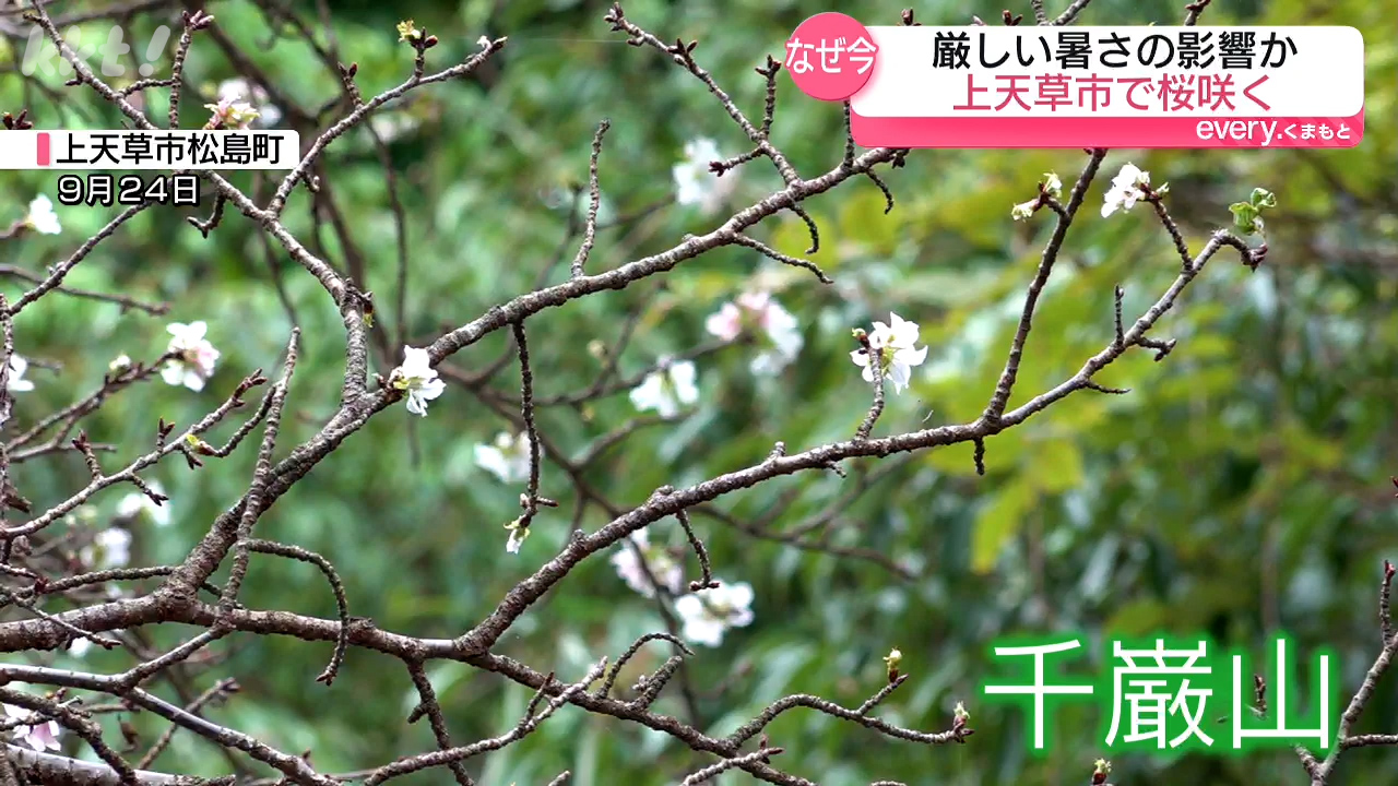 サクラ散りゆく、その側に。 サクラ散りゆく、その側に。 Myuk - Sakura (Music Video) - YouTube