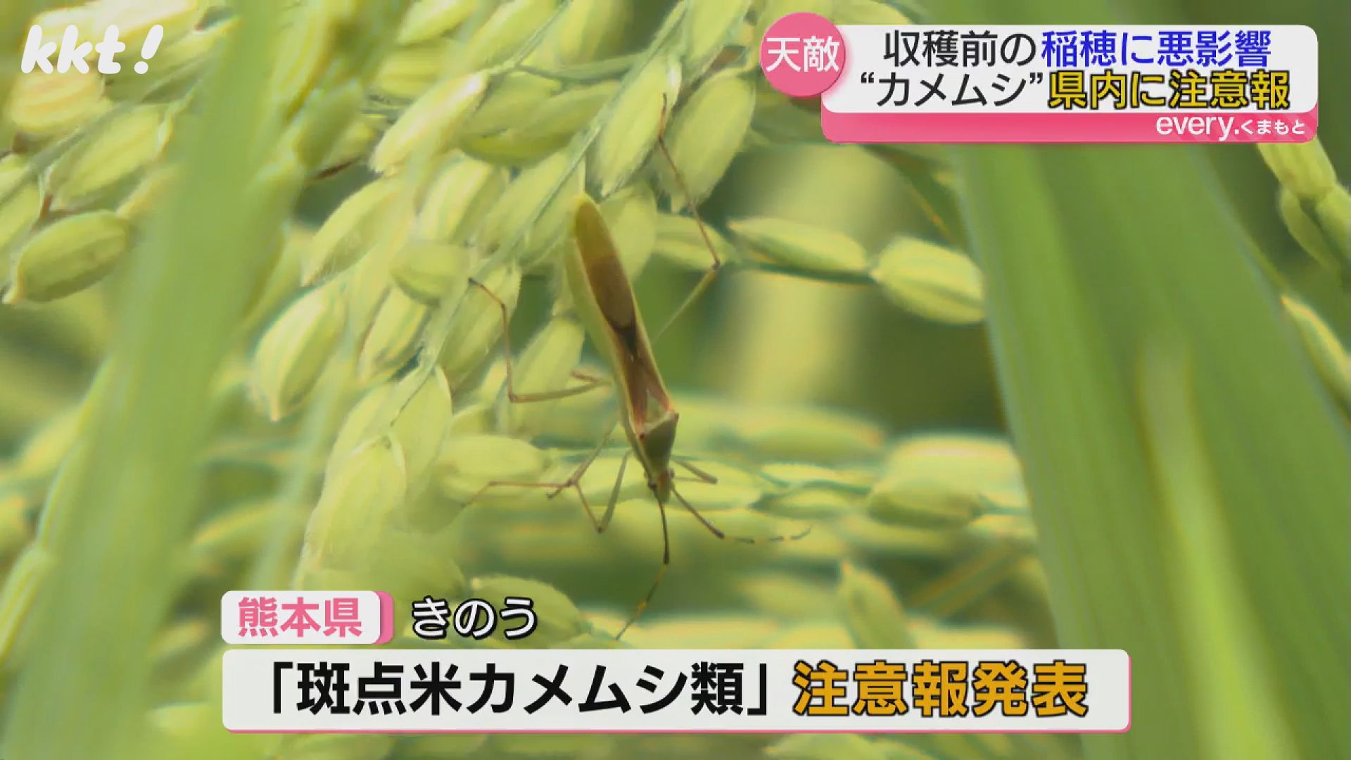 【カメムシ／発送方法修正】テレビ カメムシ／発送方法修正】テレビ 今年はカメムシが少ない？猛暑
