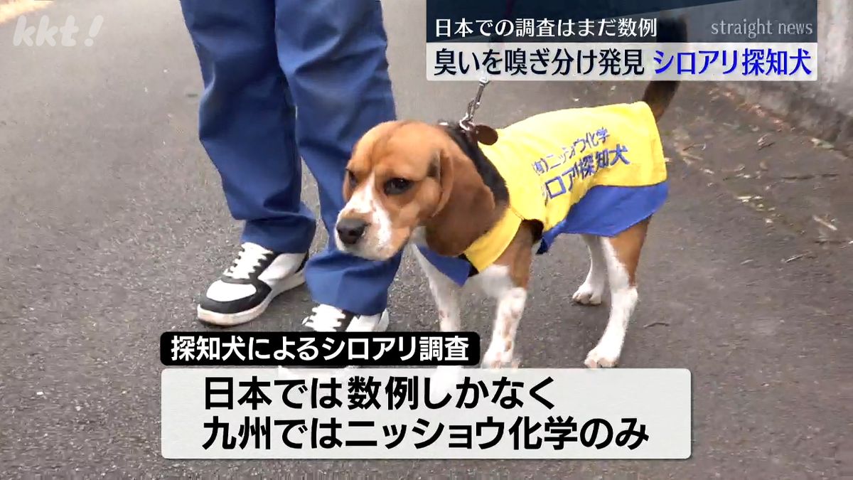 シロアリ探知犬の｢リッキー｣