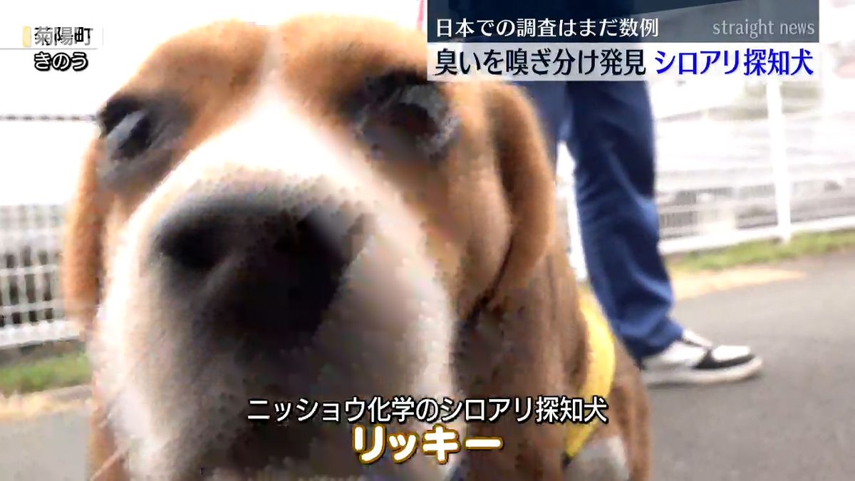 シロアリ探知犬のリッキー