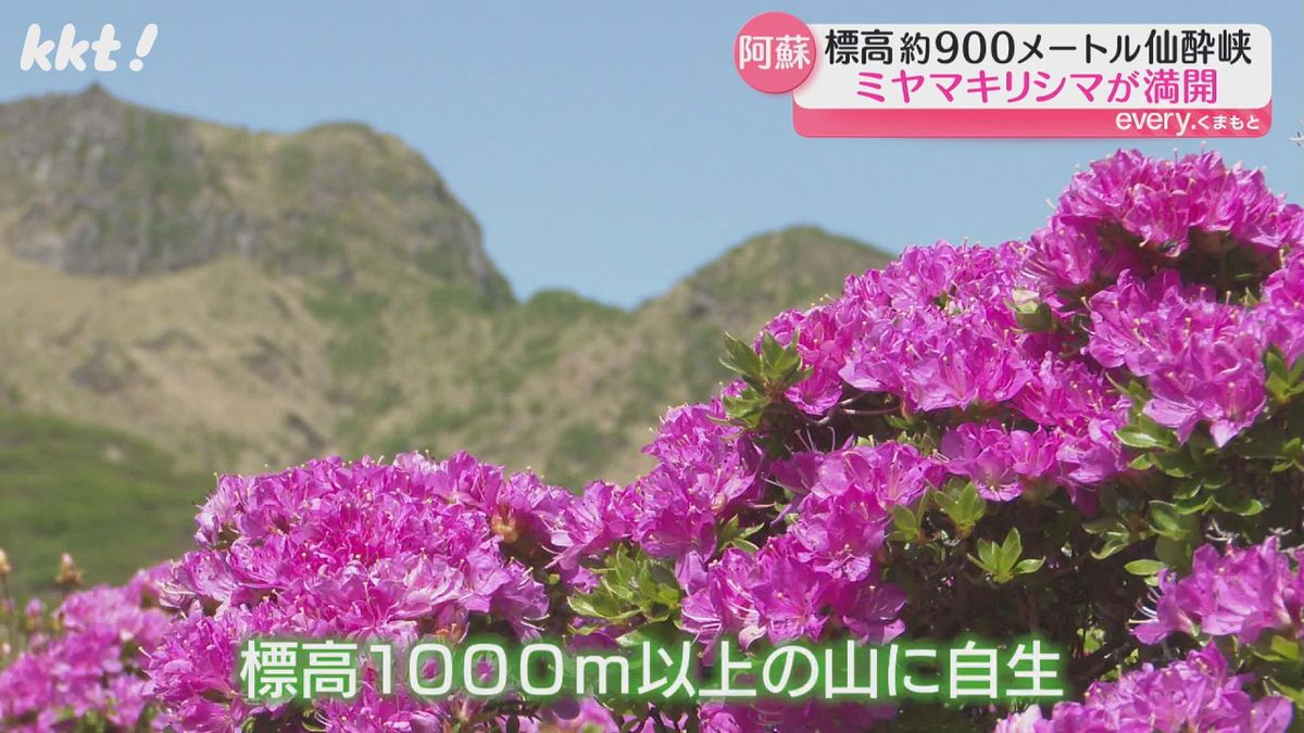 仙酔峡で約5万株のミヤマキリシマ満開 阿蘇山上は5月下旬が見ごろ