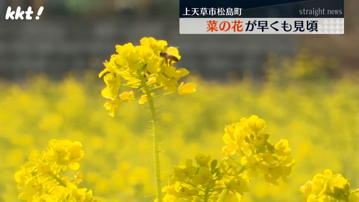 「一足早い春を感じて」熊本・上天草市で菜の花が早くも見頃に
