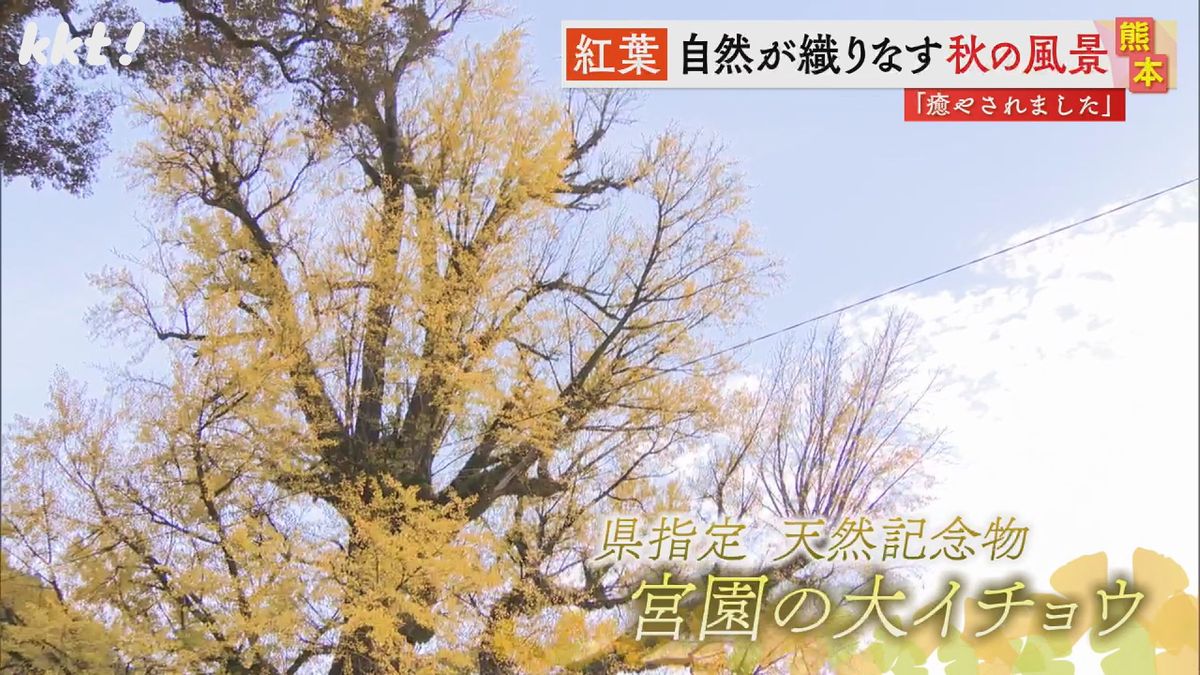 宮園の大イチョウ(五木村)
高さ約３５メートル 樹齢５００年以上といわれる