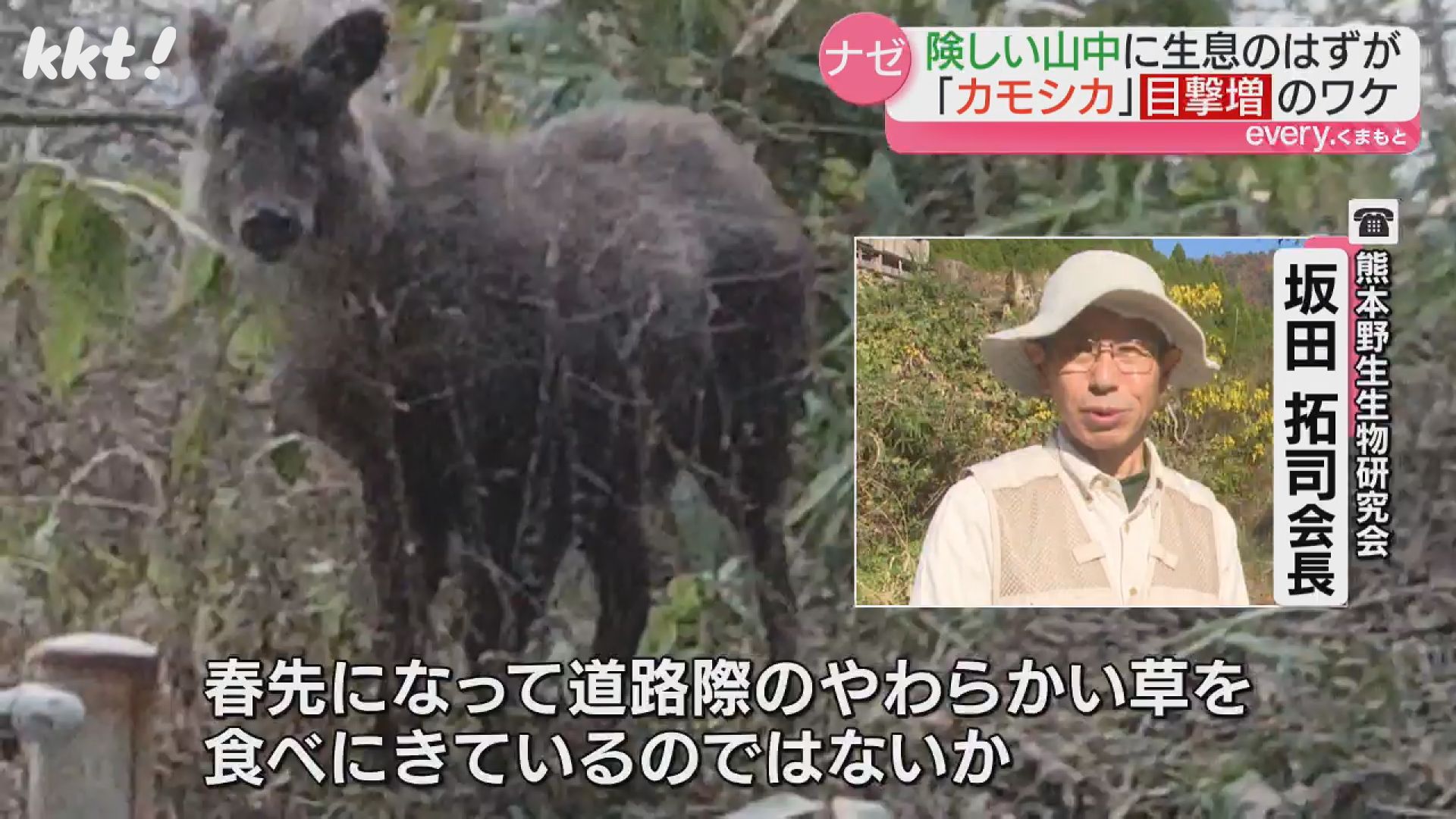 高森町で特別天然記念物のカモシカを撮影『熊本の生息は40頭』なぜ人里