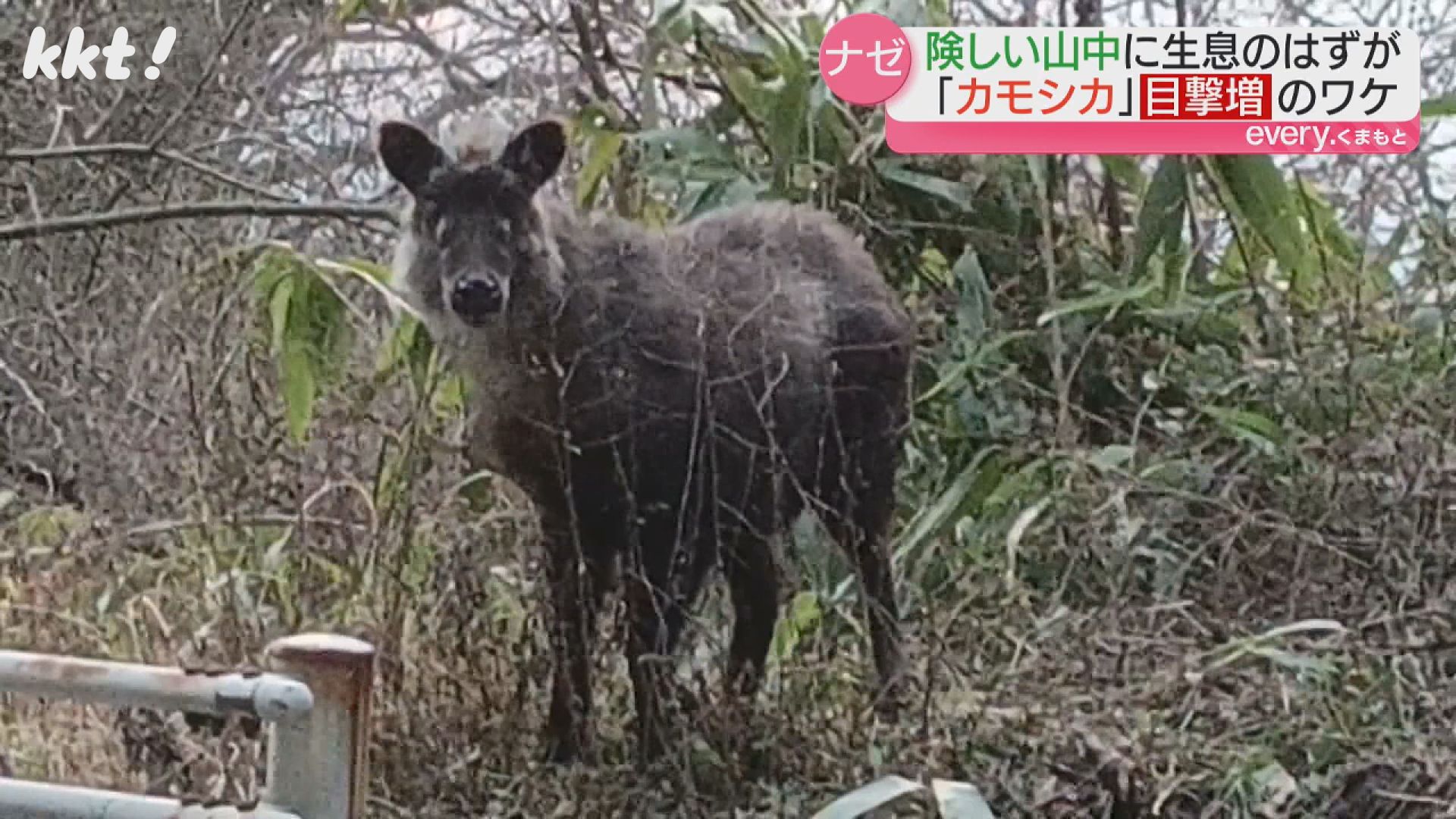 高森町で特別天然記念物のカモシカを撮影『熊本の生息は40頭』なぜ人里