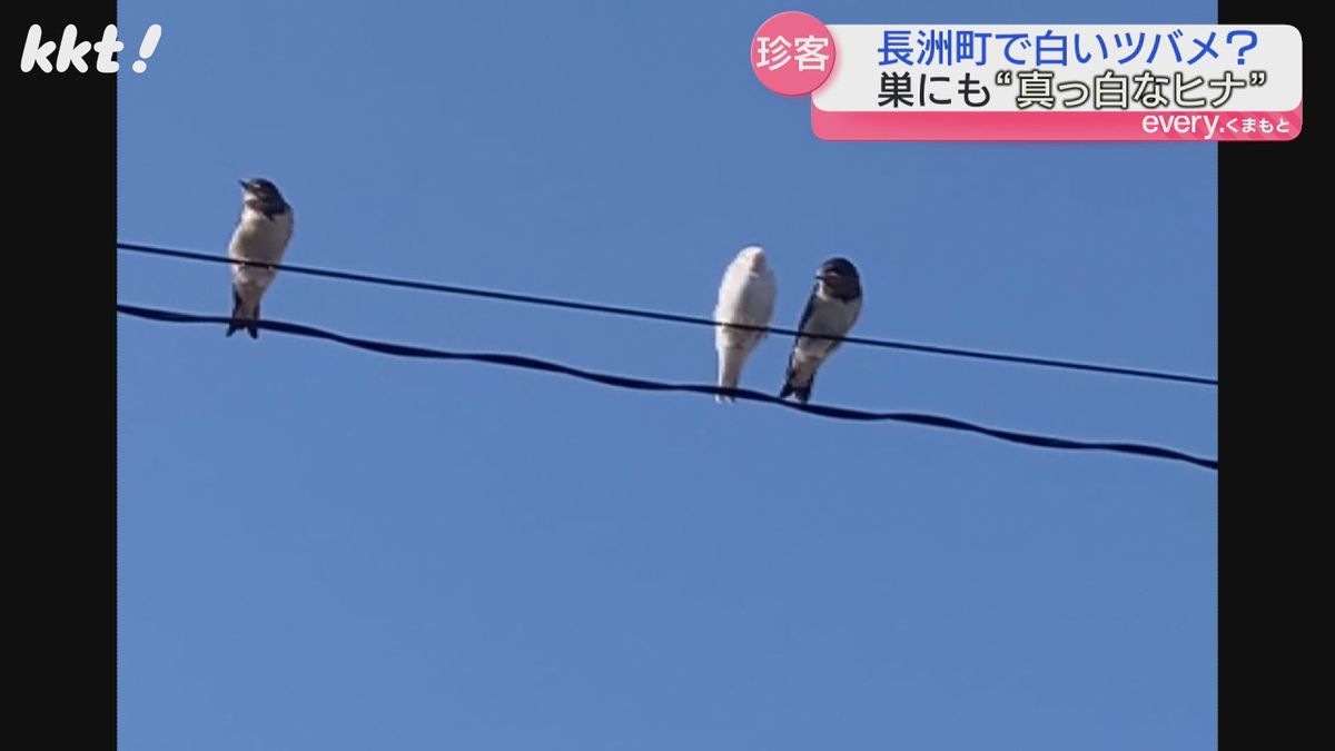 電線に並んだ3羽のツバメ(山口明奈さん撮影)