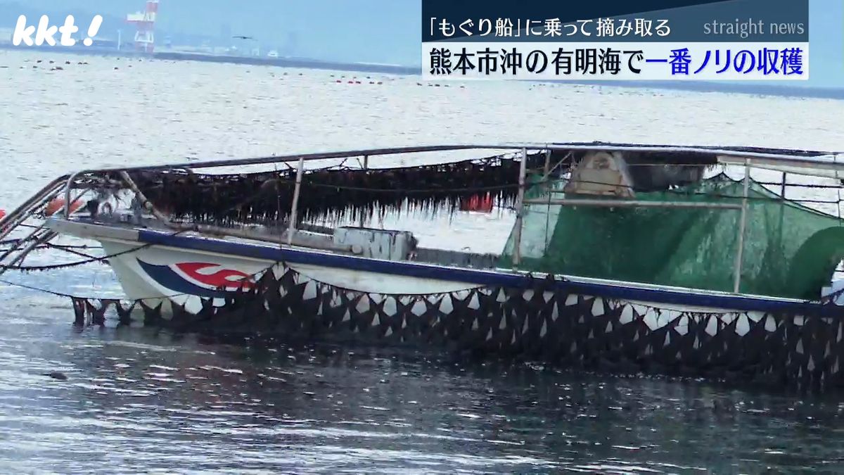 ｢今のところ生育は順調｣有明海でノリの初摘み 熊本市沖