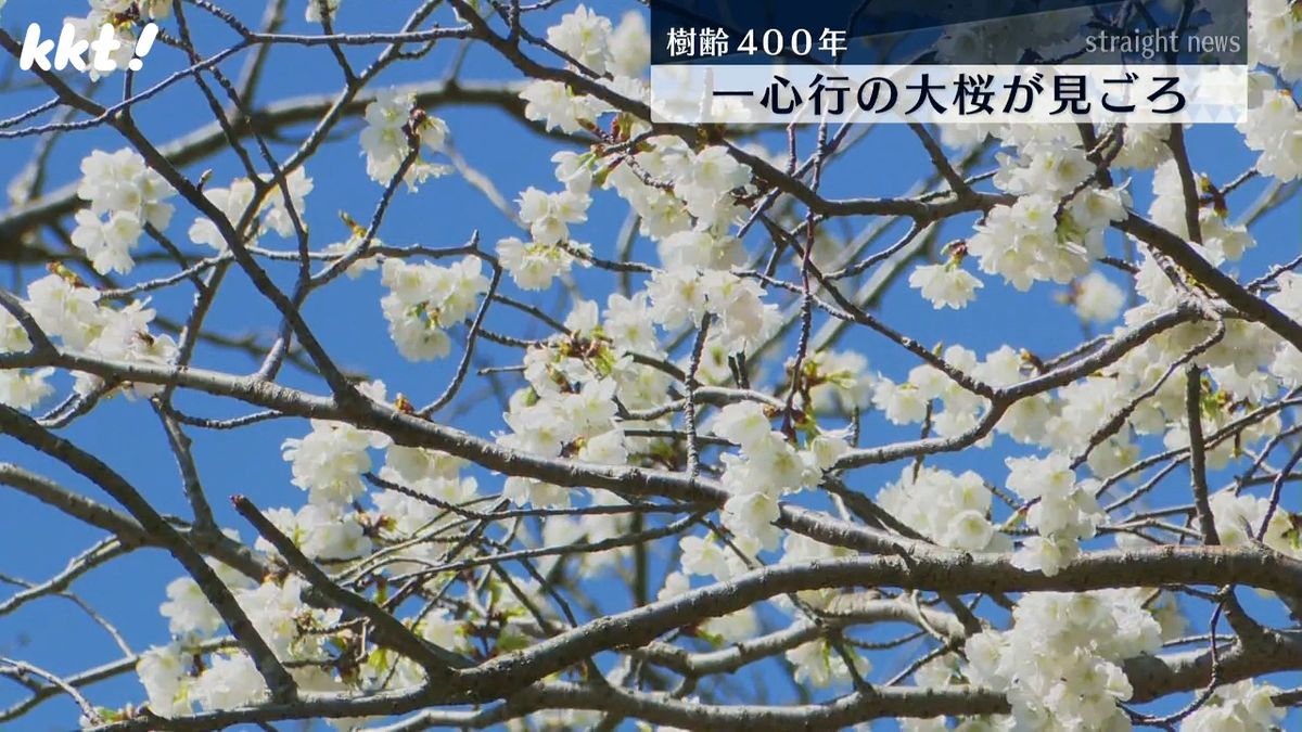 樹齢400年 幹回り7ｍ 一心行の大桜が見ごろ 南阿蘇村